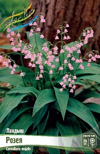 ������ �����