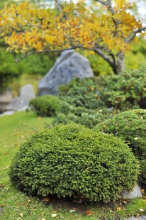 ��� ���� ���� �������