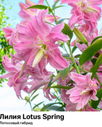 ����� Lotus Spring (��������� ������) 5202